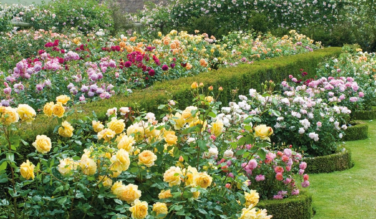Các loài hoa đẹp trồng trong biệt thự nhà vườn